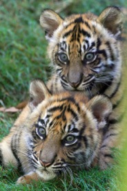 zat tiger cubs